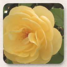 Blühende gelbe Kamelie