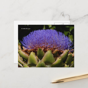 Blühende Globe Artichoke Postkarte