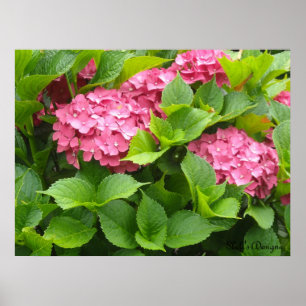 Blühende Hydrangeas Poster