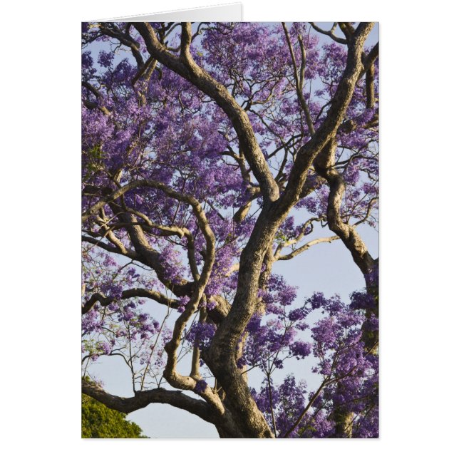 Blühende Jacaranda-Bäume im neuen Bauernpark, (Vorne)