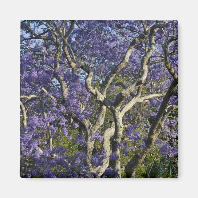 Blühende Jacaranda-Bäume im neuen Bauernpark, 2 Magnet (Vorne)