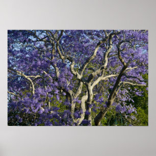 Blühende Jacaranda-Bäume im neuen Bauernpark, 2 Poster