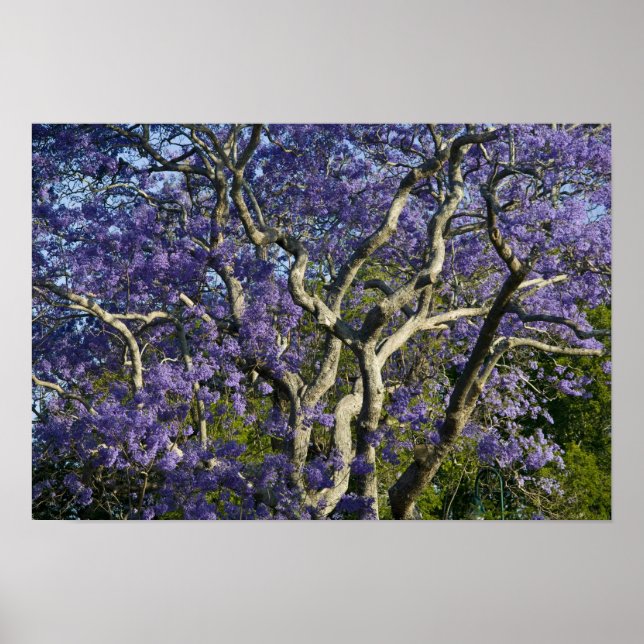 Blühende Jacaranda-Bäume im neuen Bauernpark, 2 Poster (Vorne)