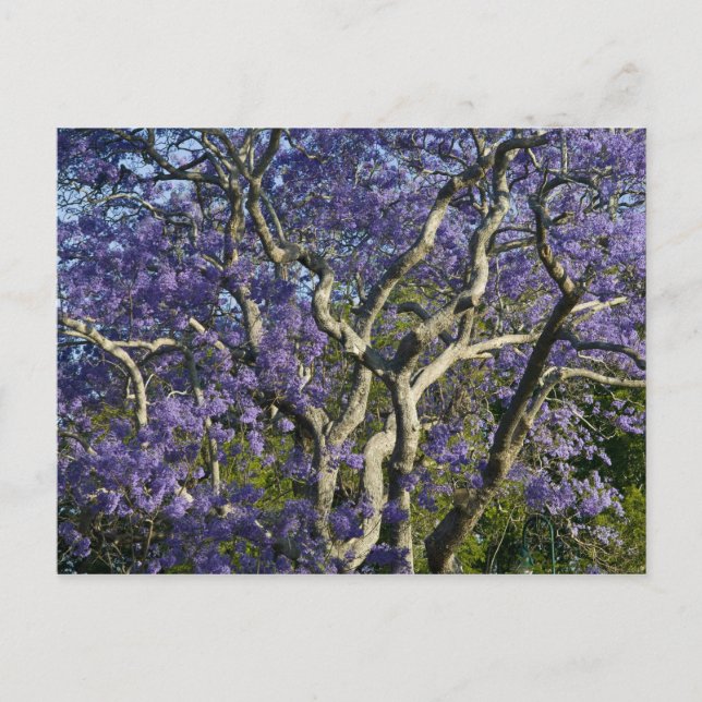 Blühende Jacaranda-Bäume im neuen Bauernpark, 2 Postkarte (Vorderseite)