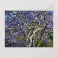 Blühende Jacaranda-Bäume im neuen Bauernpark, 2