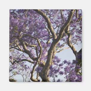 Blühende Jacaranda-Bäume im neuen Bauernpark, Magnet