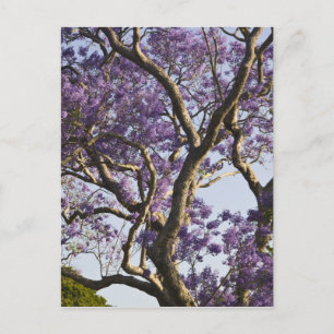 Blühende Jacaranda-Bäume im neuen Bauernpark, Postkarte