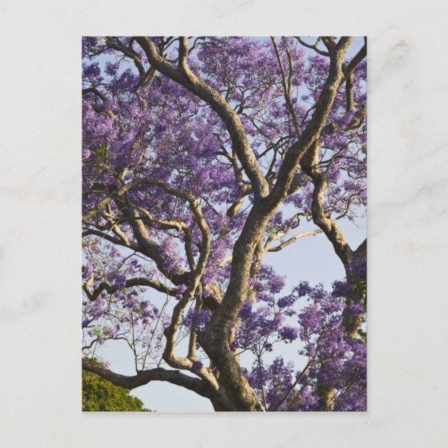 Blühende Jacaranda-Bäume im neuen Bauernpark, Postkarte (Vorderseite)