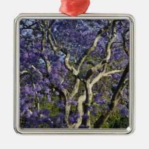 Blühende Jacaranda-Bäume im New Farm Park, 2 Silbernes Ornament