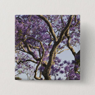 Blühende Jacaranda-Bäume im New Farm Park, Button