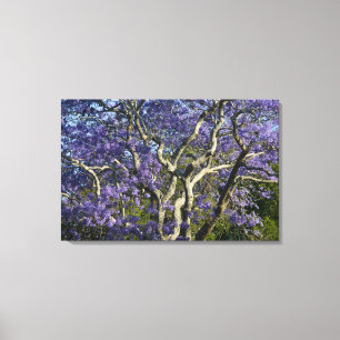 Blühende Jacaranda-Bäume im New Farm Park, Leinwanddruck