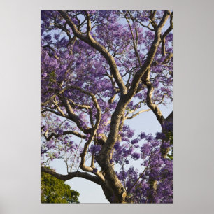 Blühende Jacaranda-Bäume im New Farm Park, Poster