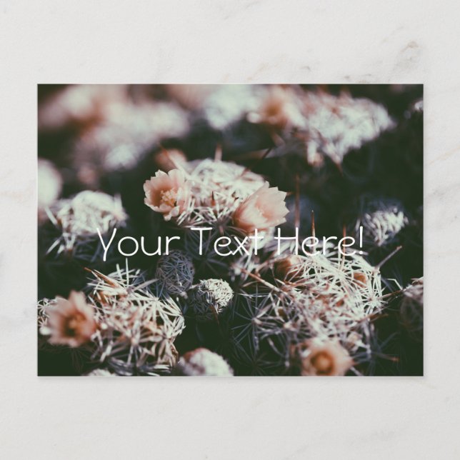 Blühende Kakteen-Pflanze Postkarte (Vorderseite)