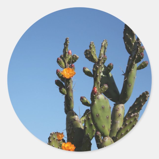 Blühende Kaktus, stachelbraune Opuntia Aufkleber (Vorderseite)