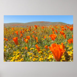 Blühende Kalifornische Mohnblumen im Frühling Poster