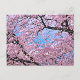 Blühende Kirschblüten Postkarte
