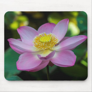 Blühende Lotusblume, Indonesien Mousepad