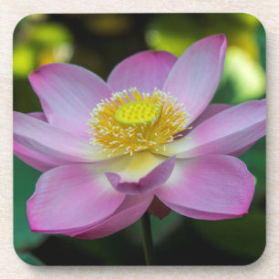 Blühende Lotusblume, Indonesien Untersetzer