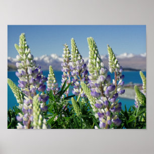 Blühende Lupine Neuseeland Landschaft Poster
