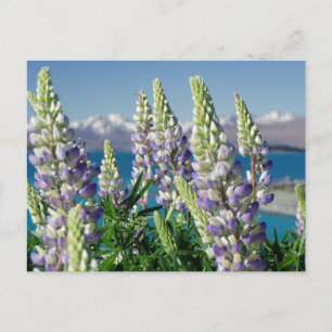 Blühende Lupine Neuseeland Landschaft Postkarte