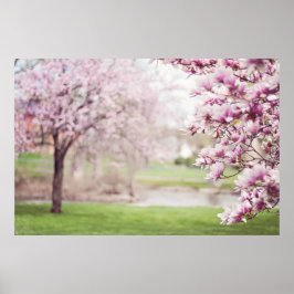 Blühende Magnolienbaume Poster