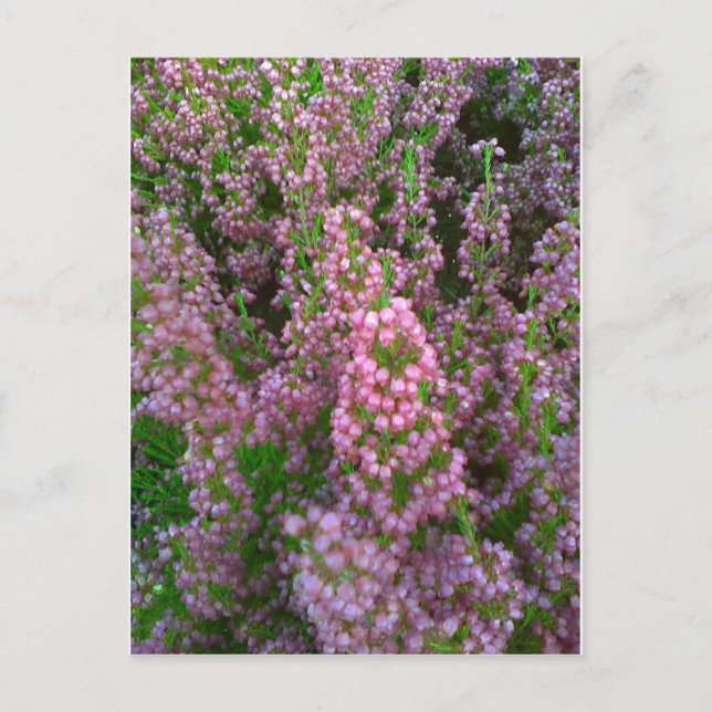 blühende Moorland Postkarte (Vorderseite)