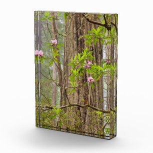 Blühende Rhododendren   Redwoods State Park,CA Fotoblock