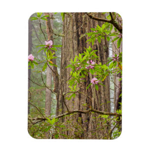Blühende Rhododendren Redwoods State Park, CA Magnet
