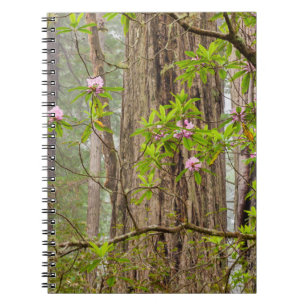 Blühende Rhododendren Redwoods State Park, CA Notizblock