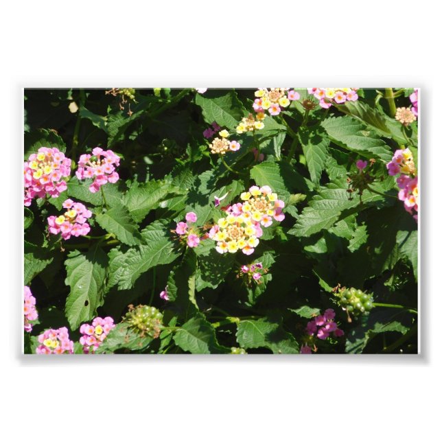 Blühende Romance Fotodruck (Vorne)