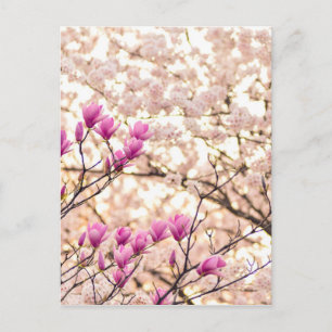 Blühende rosa Lila Magnolias-Frühlingsszene Blume Postkarte