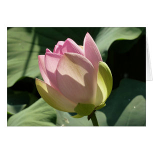 Blühende Rosa Lotus Blume Sommer