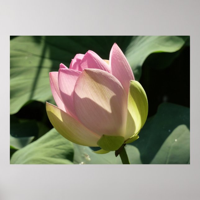 Blühende Rosa Lotus Blume Sommer Poster (Vorne)