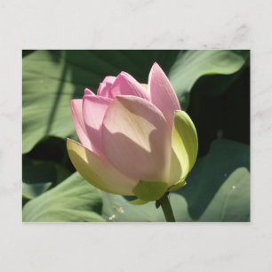 Blühende Rosa Lotus Blume Sommer Postkarte