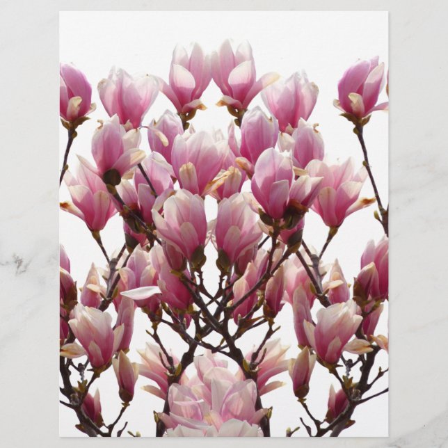 Blühende rosa Magnolias-Frühlingsstimmung in der B (Vorderseite)
