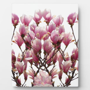 Blühende rosa Magnolias-Frühlingsstimmung in der B Fotoplatte