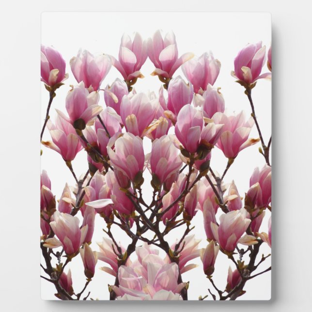Blühende rosa Magnolias-Frühlingsstimmung in der B Fotoplatte (Vorderseite)