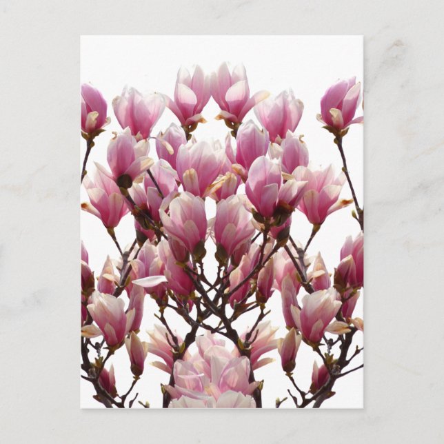 Blühende rosa Magnolias-Frühlingsstimmung in der B Postkarte (Vorderseite)