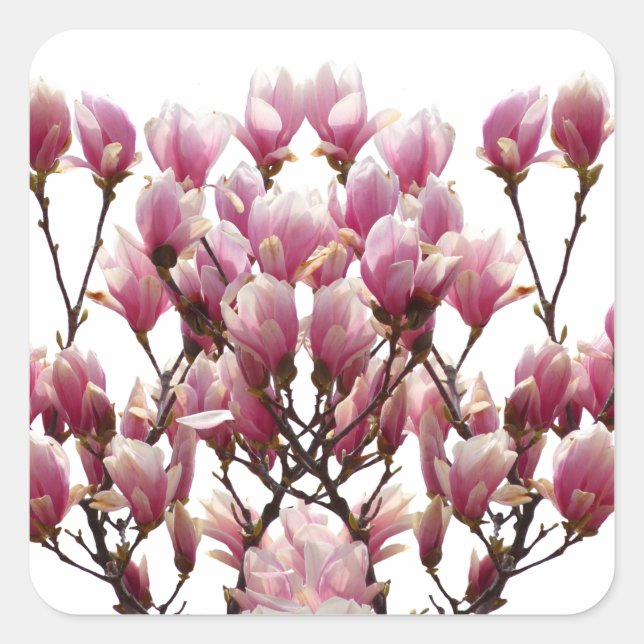 Blühende rosa Magnolias-Frühlingsstimmung in der B Quadratischer Aufkleber (Vorderseite)