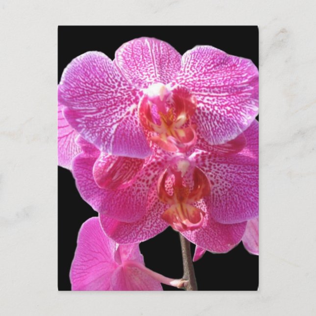 Blühende rosa Orchideen Postkarte (Vorderseite)