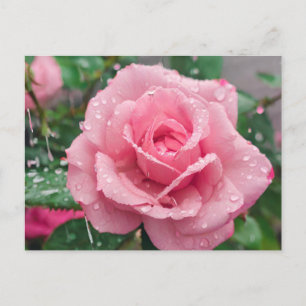 Blühende rosa Rose mit Regentropfen Postkarte