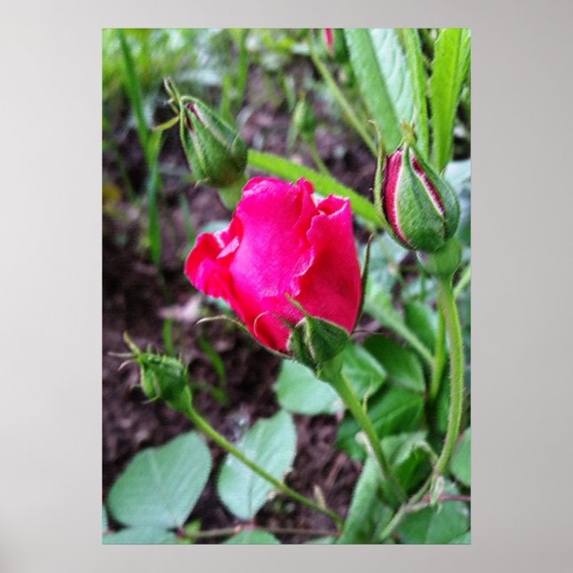 blühende Rose pastellfarben Poster (Vorne)