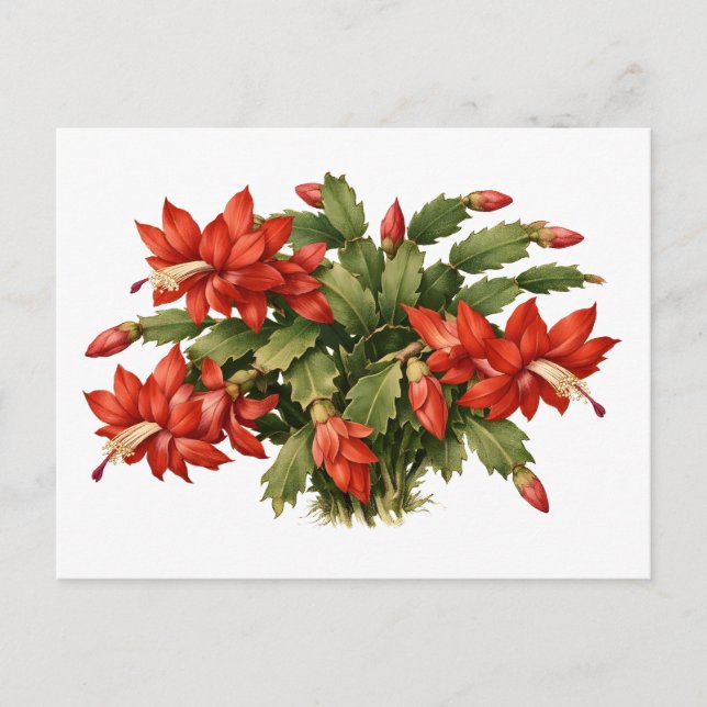 Blühende rote Weihnachtskaktus-Pflanze  Postkarte (Vorderseite)