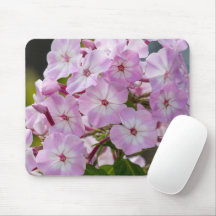 Blühende Schönheit: Phlox-Fotografie faszinieren