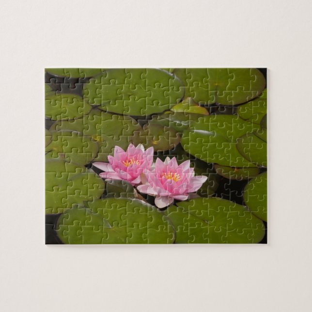 Blühende Seerosen Puzzle (Horizontal)