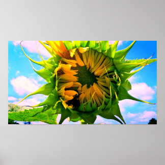 Blühende Sonnenblume Poster