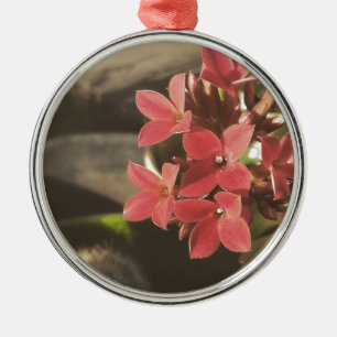 Blühende Sukkulente in meinem Garten Silbernes Ornament