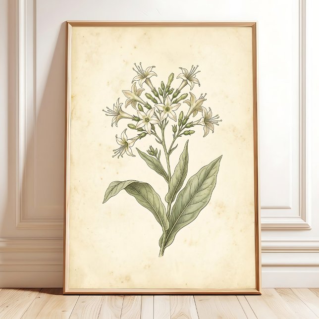 Blühende Tabak Botanische Wandkunst Druck Poster (Von Creator hochgeladen)