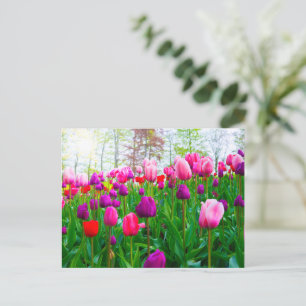 Blühende Tulip-Blume im Frühjahr Postkarte