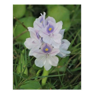 Blühende Wasserhyazinthe - Tropische Wasserblume  Fotodruck